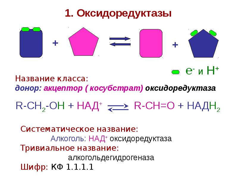 Ферменты класса оксидоредуктаз