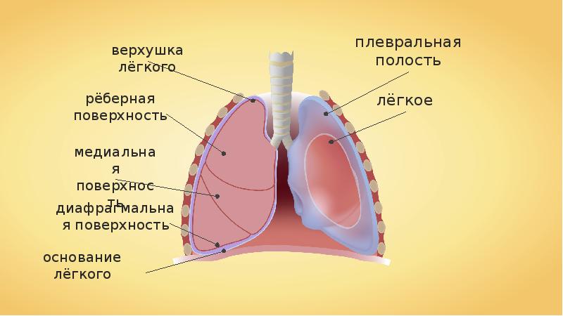 Плевральная полость картинки