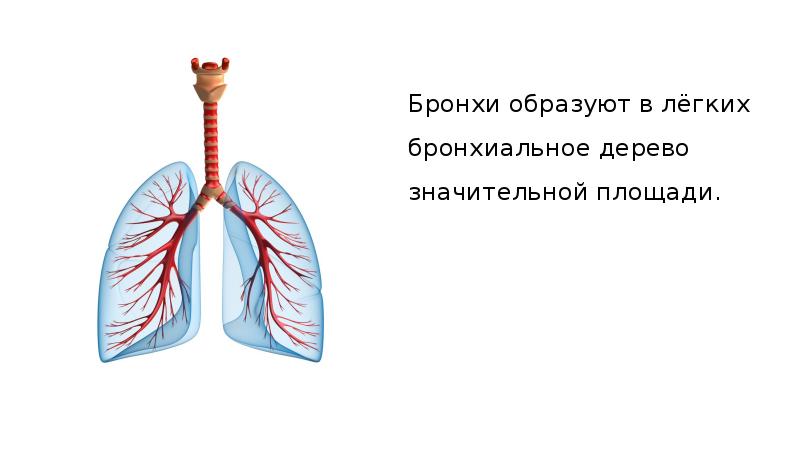 Загадка про легкие. Бронхи. Бронхи и легкие. Лёгкие брони. Лёгкие и бронхи человека.