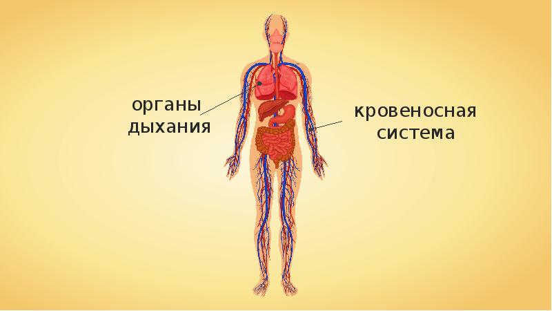 Презентация дыхание и кровообращение 3 класс окружающий мир плешаков школа россии