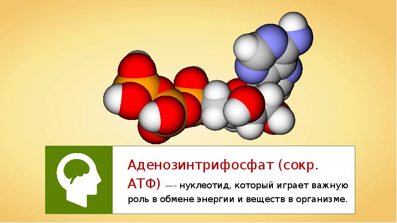 Презентация на тему атф и другие органические соединения клетки