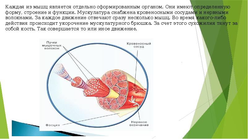 Строение мышцы брюшко. Легкие при выдохе. Каждая мышца тянет за собой. Легкие мышечный орган. Структура аппарата внешнего дыхания.