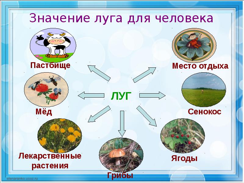 Презентация луг и человек 3 класс