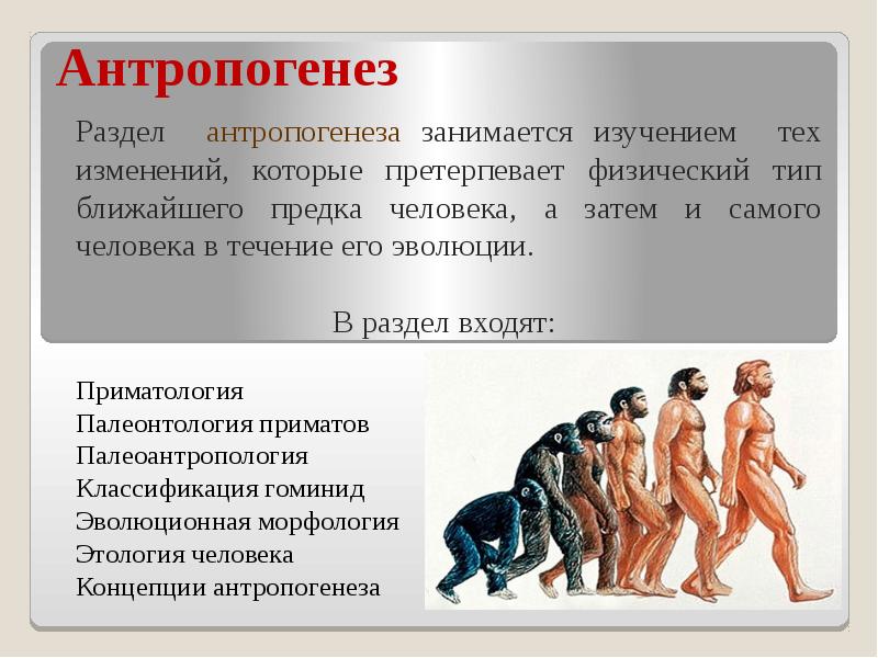 Антропогенез это. Антропология и Антропогенез. Антропогенез эволюционная группа. Антропогенез это процесс формирования человека. Антропогенез презентация.