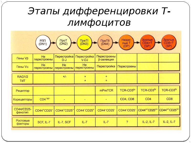 Дифференцировка т и в лимфоцитов презентация