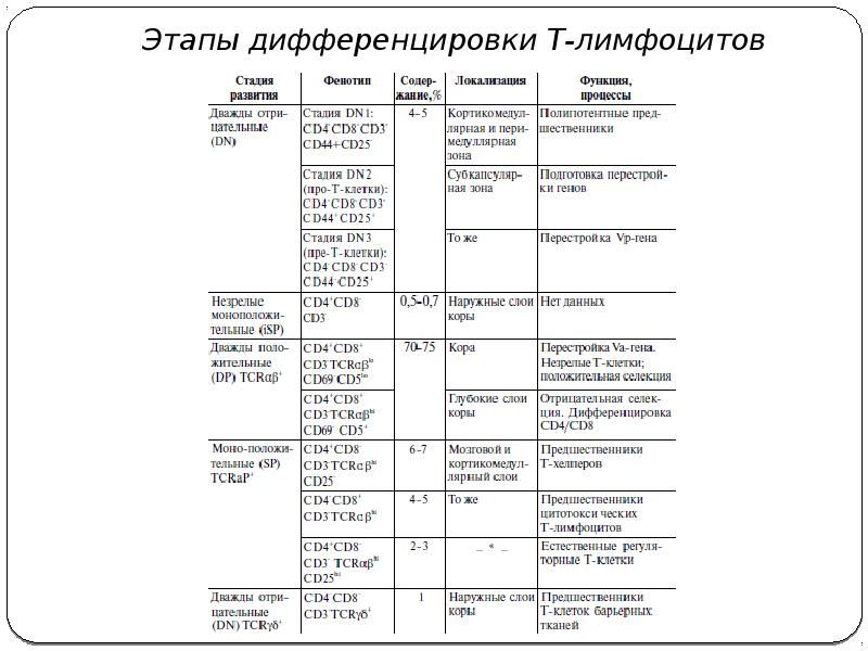 Дифференцировка т и в лимфоцитов презентация