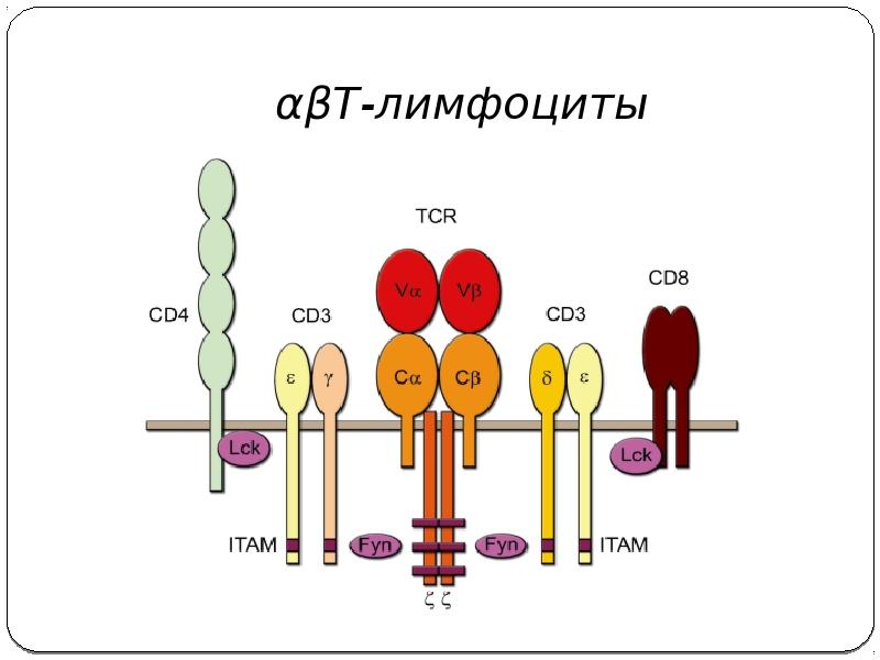Дифференцировка т и в лимфоцитов презентация
