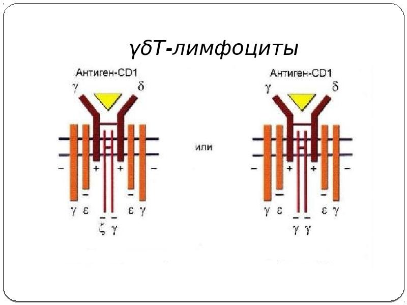 Дифференцировка т и в лимфоцитов презентация