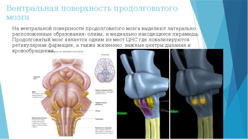 Вентральная стенка это