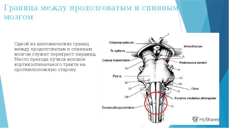 Ствол головного мозга презентация