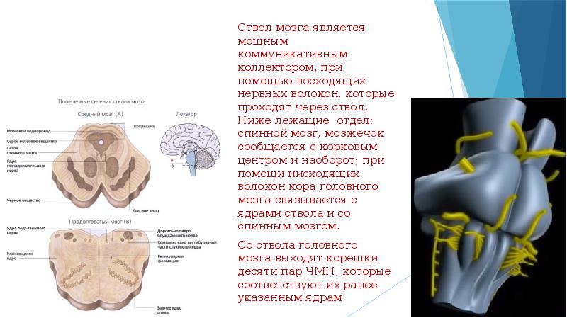 Ствол головного мозга презентация