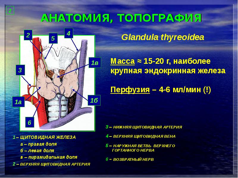 Топографическая анатомия рниму план