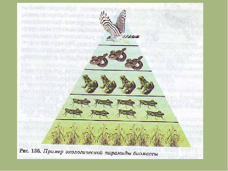 Презентация на тему цепи питания 7 класс