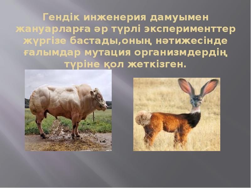 Гендік инженерия дамуымен жануарларға әр түрлі эксперименттер жүргізе бастады,оның нәтижесінде ғалымдар Гендік инженерия дамуымен жануарларға әр түрлі эксперименттер жүргізе бастады,оның нәтижесінде ғалымдар