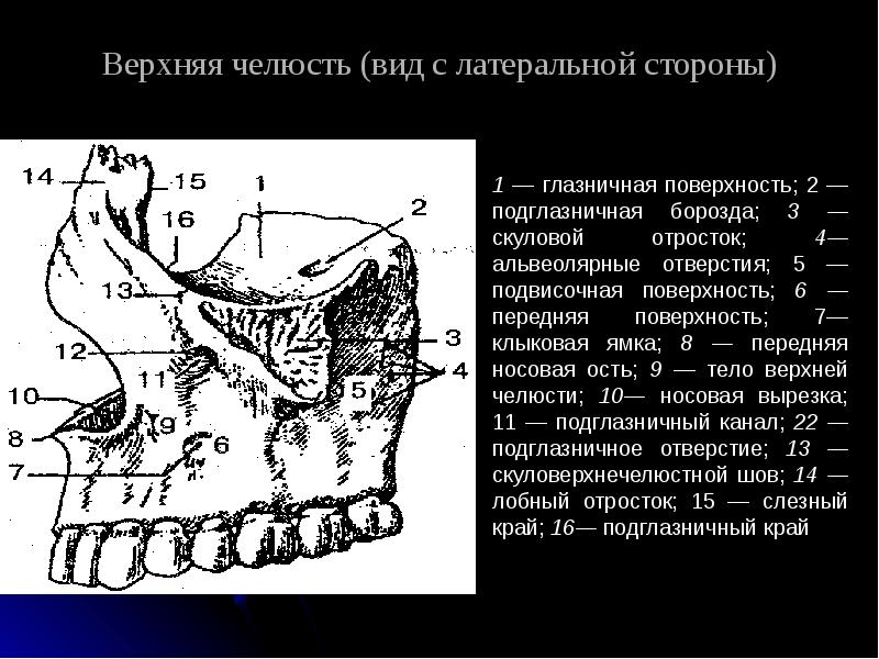 Правая челюсть. Раковинный гребень верхней челюсти. Клыковая ямка верхней челюсти. Верхнечелюстная кость строение.