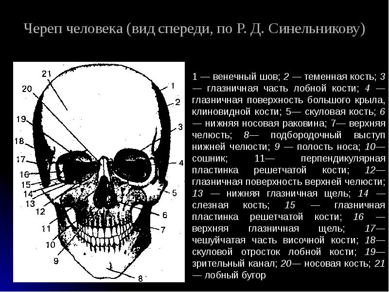 Виды черепов человека