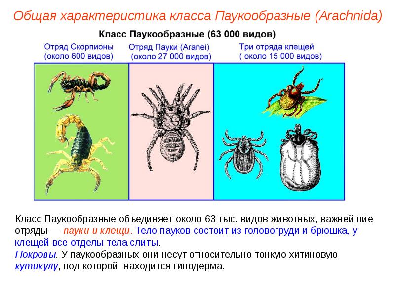 Тип членистоногие презентация егэ биология