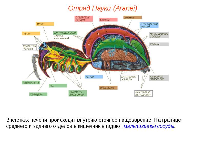 Пищеварительная система паукообразных схема - 97 фото