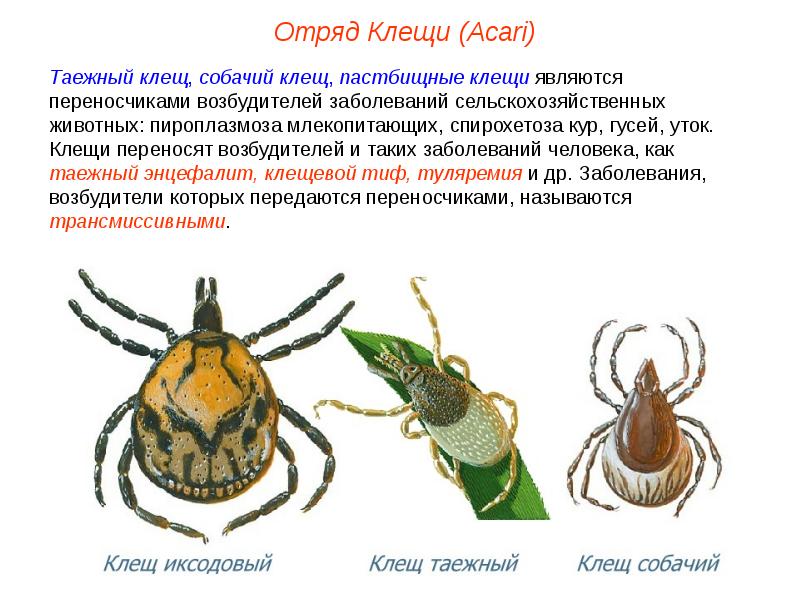 Класс паукообразные презентация пименов