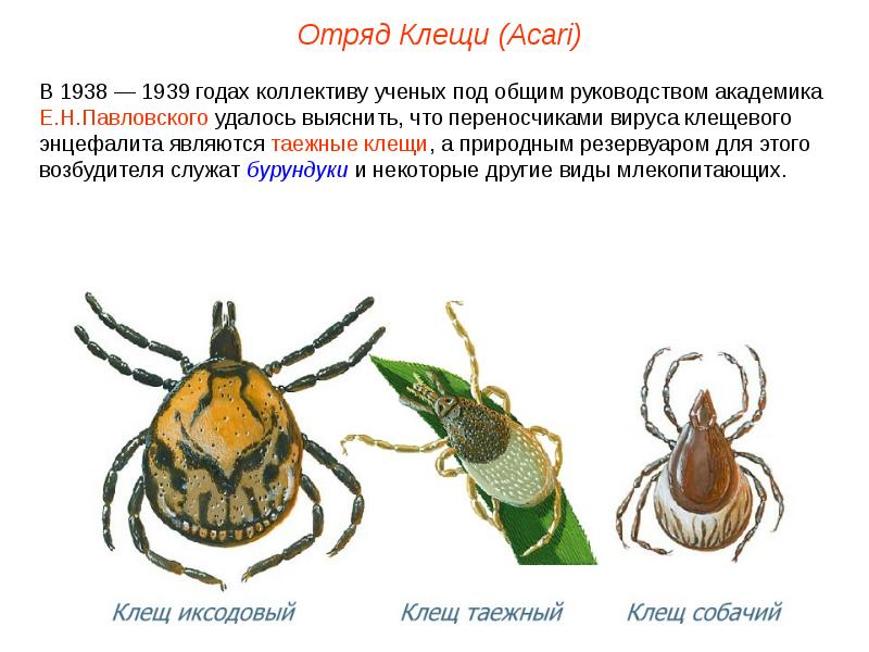 Тип членистоногие класс паукообразные презентация