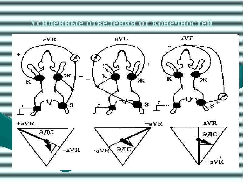 Левые отведения. Фронтальные отведения. Стандартные отведения от конечностей собака. ЭКГ мыши. Информативность отведений от конечностей.