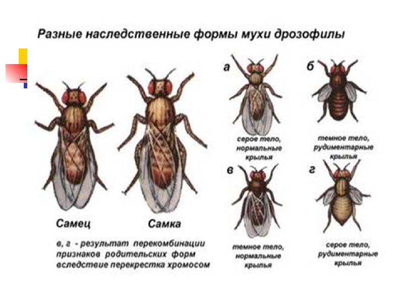 Закон моргана генетика презентация