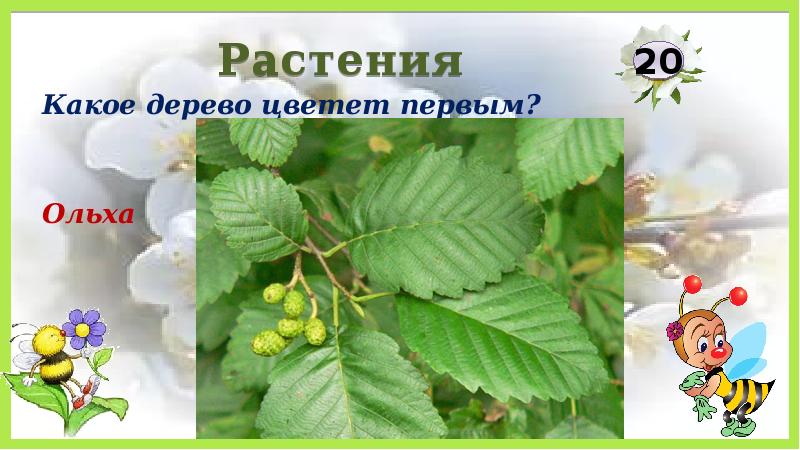 цветет ольха и липа. какое дерево цветет первым. ранние цветущие деревья. миндальное дерево в израиле. цветение миндаля в израиле.