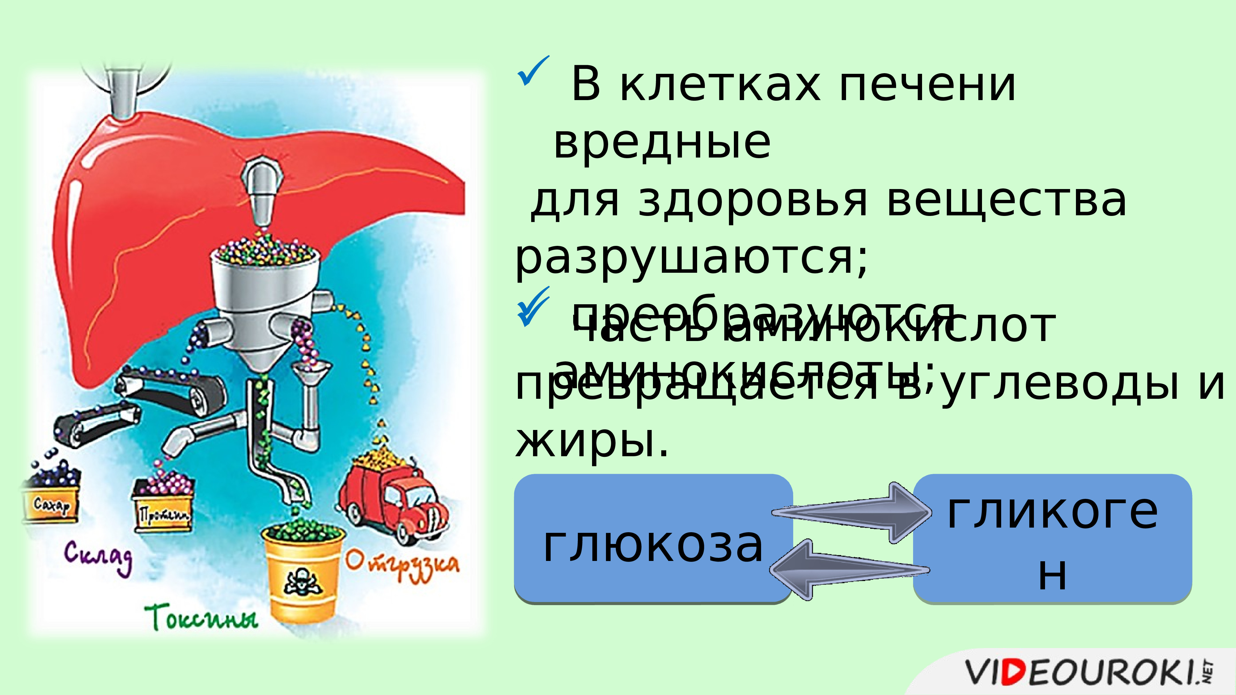 Всасывание питательных веществ в кровь 8 класс презентация пасечник