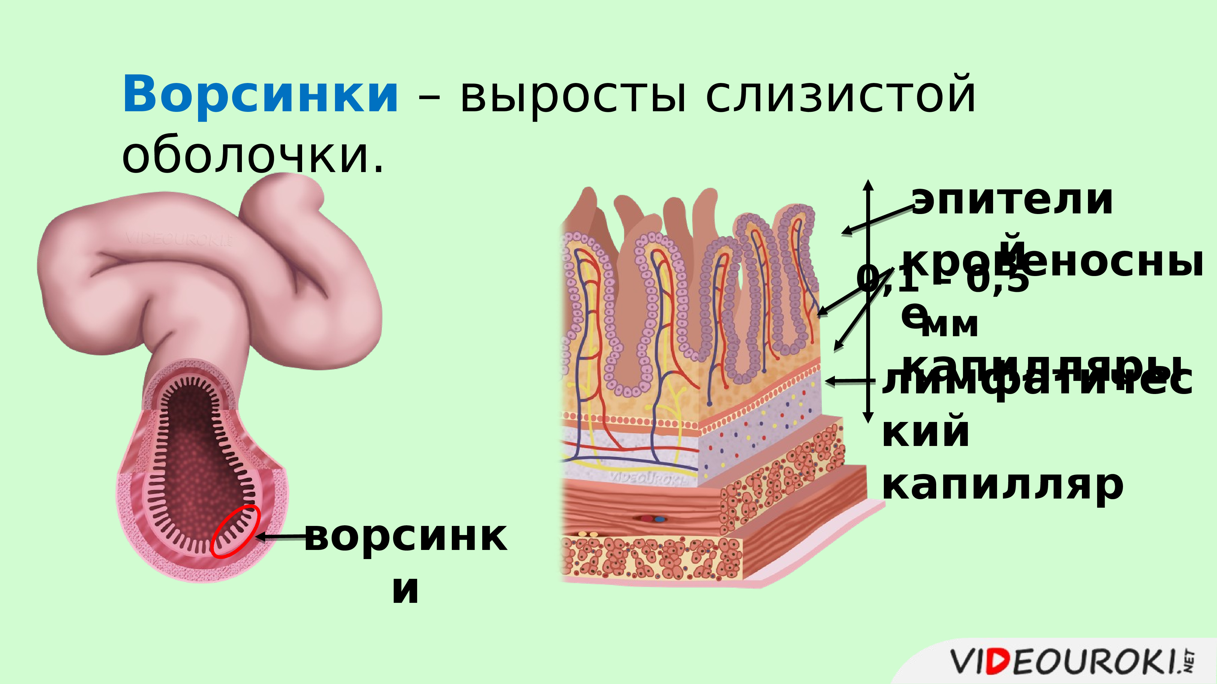 Какая структура ворсинки кишечника обозначена на рисунке цифрой 1