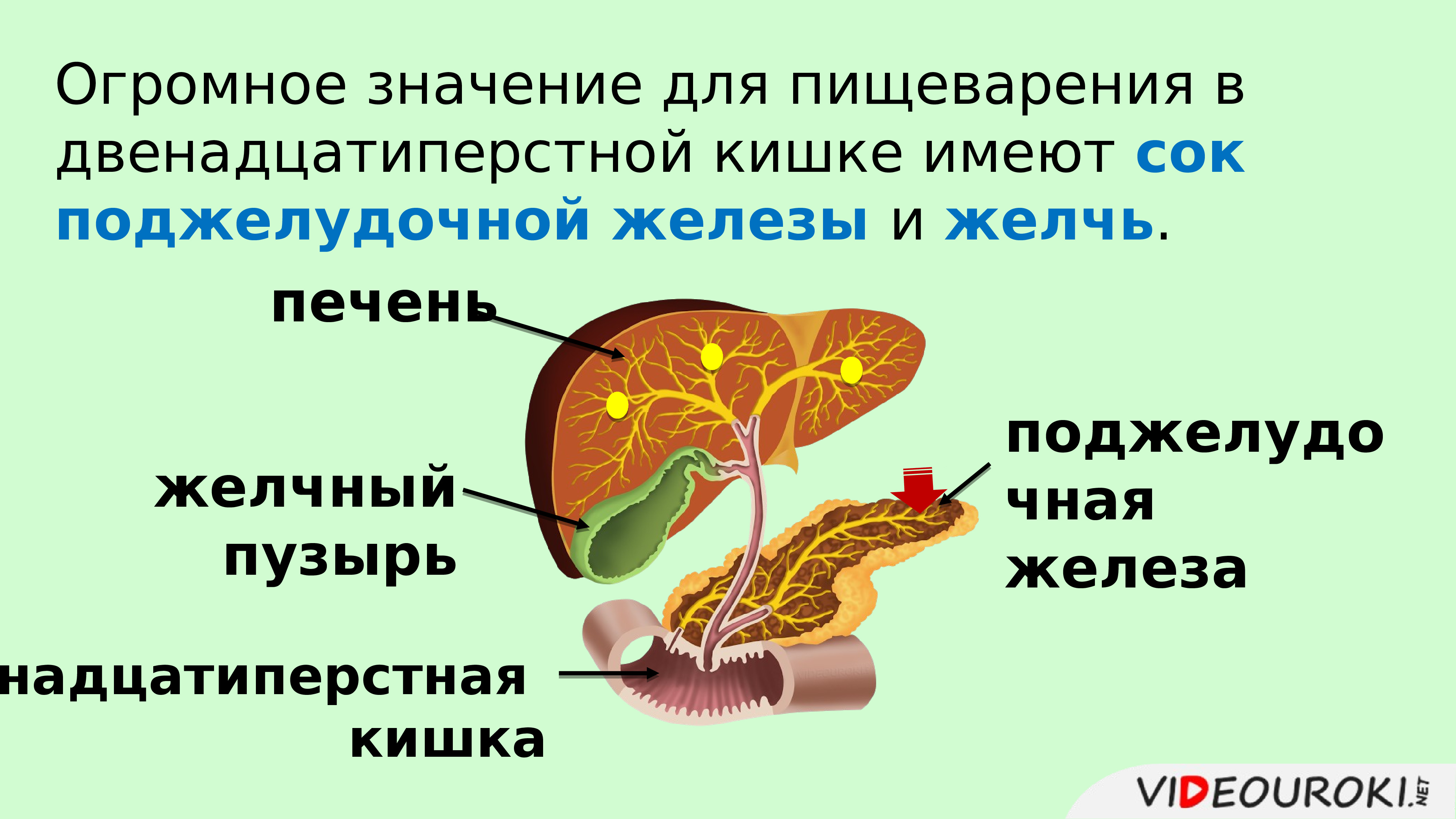 Таблица пищеварение в кишечнике всасывание питательных веществ