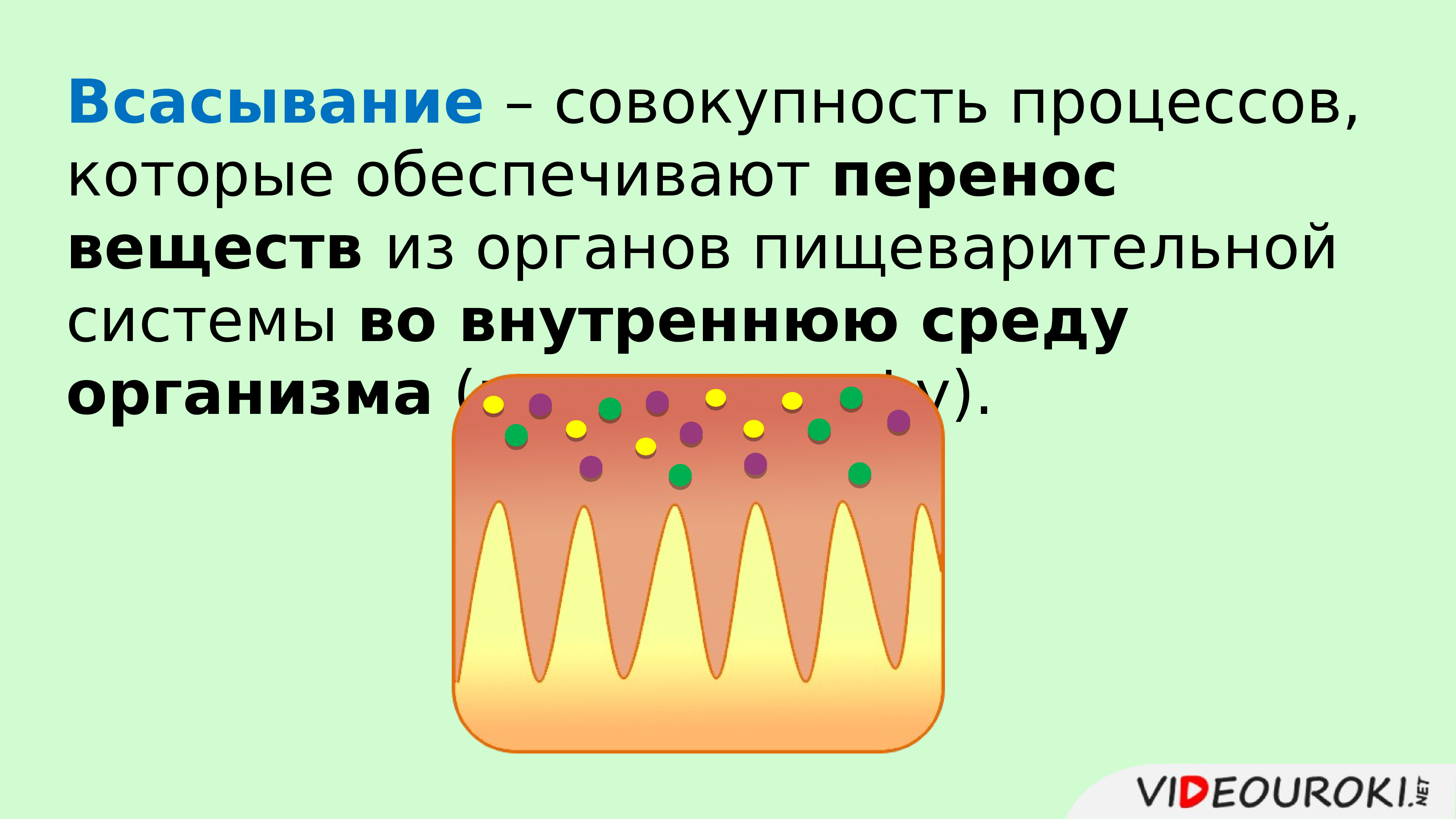 Всасывание питательных веществ в кровь 8 класс презентация пасечник