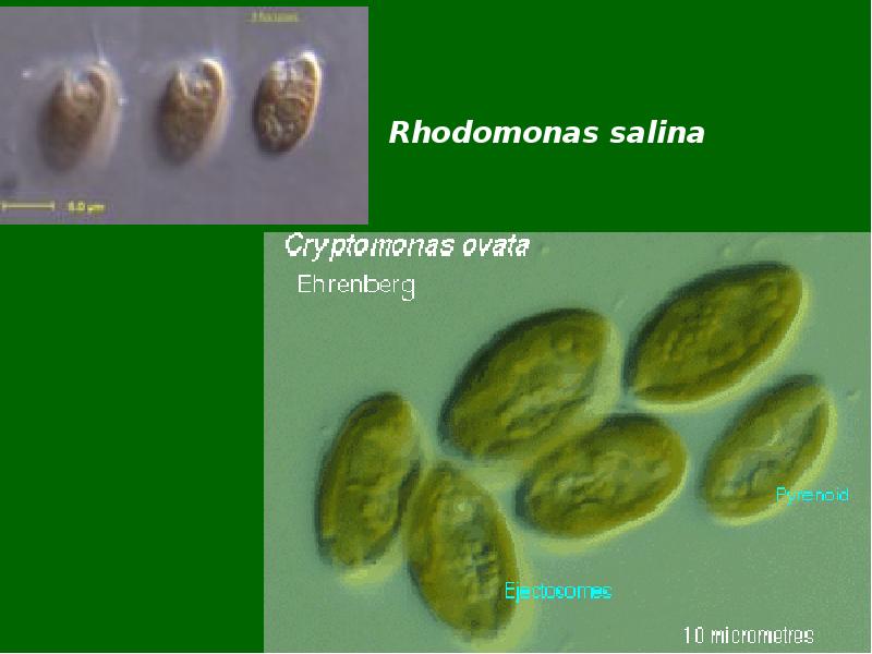 Криптофитовые водоросли. Cryptophyta строение. Строение криптофитовых водорослей. Криптофитовые строение. Строение криптомонады.