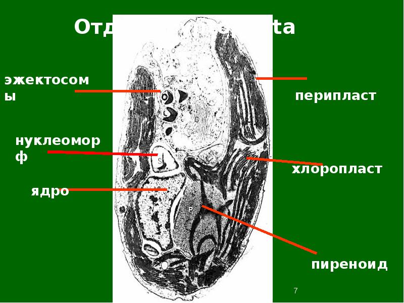 Нуклеоморфа это. Отделы водорослей со жгутиками. Нуклеоморфа это. Криптофитовые водоросли строение. У кого есть нуклеоморфа.
