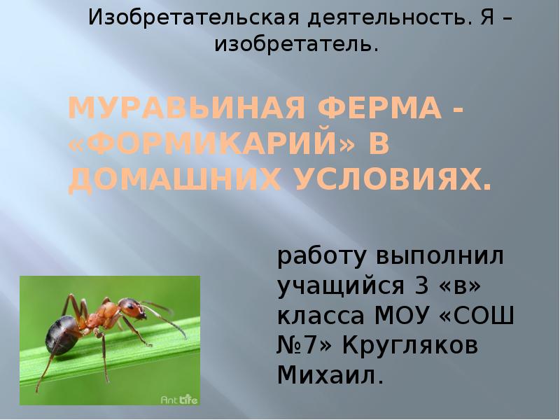 Как своими руками создать в доме ферму для содержания муравьёв