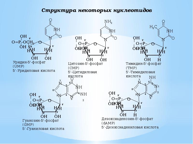 Строение некоторые. Полифункциональный катализ биохимия. Гидролиз полифункциональных соединений. К полифункциональным соединениям относят соединения. Полифункциональные белки.