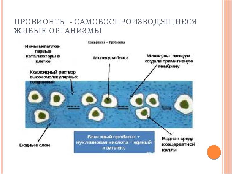 Пробионты - самовоспроизводящиеся живые организмы