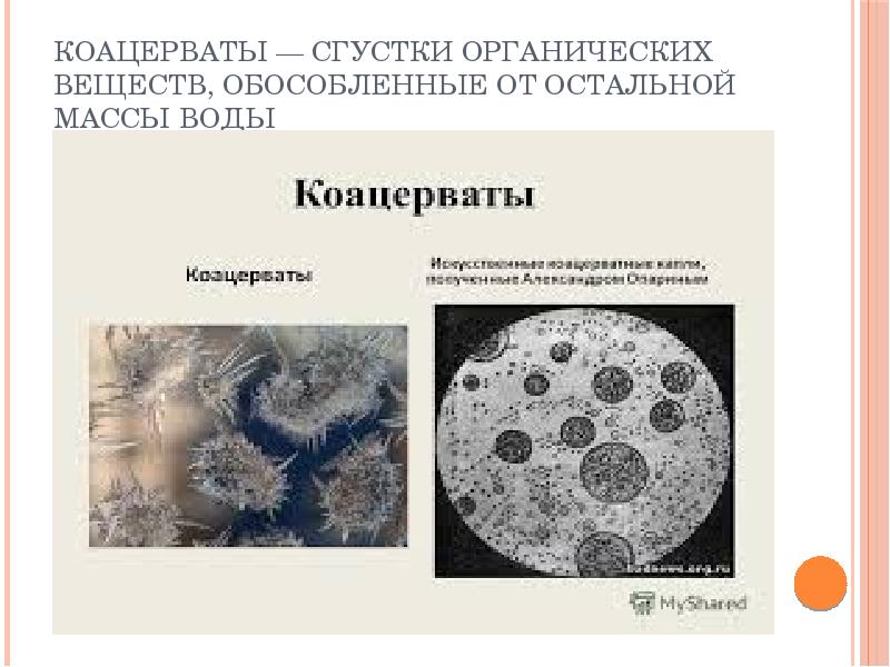 Коацерваты — сгустки органических веществ, обособленные от остальной массы воды