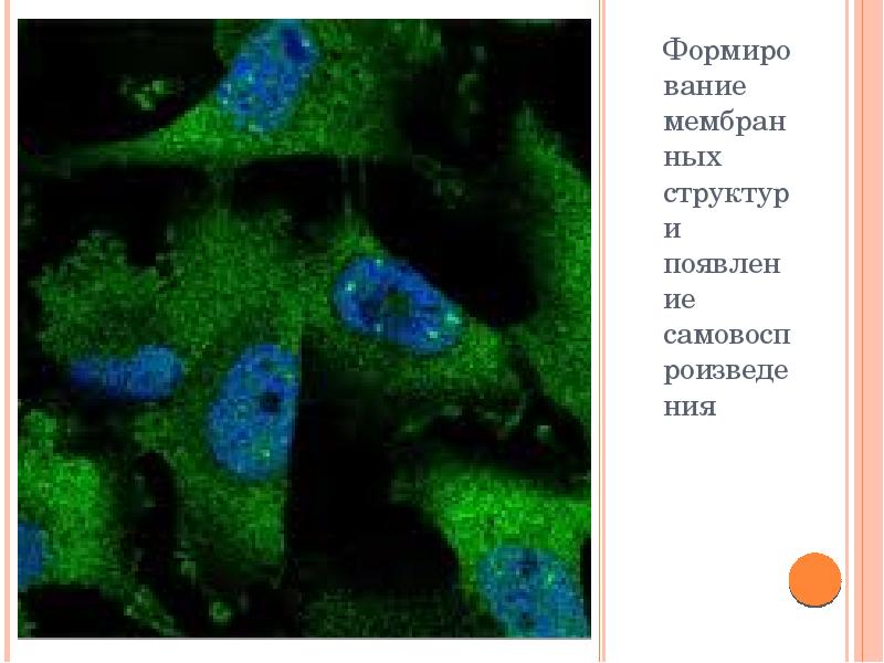 Формирование мембранных структур и появление самовоспроизведения