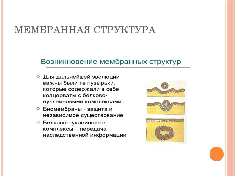 МЕМБРАННАЯ СТРУКТУРА