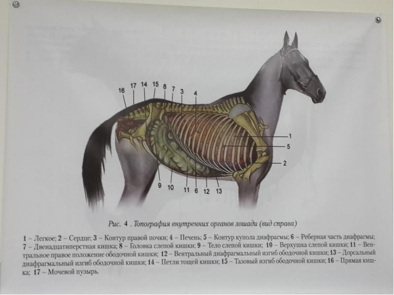 Пищеварительная система лошади схема