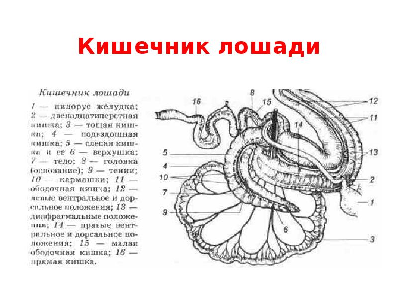 Пищеварительная система лошади схема