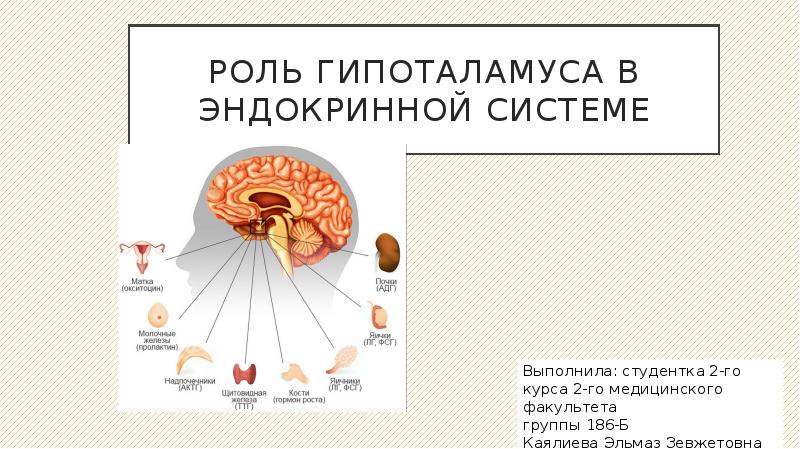 Функции гипоталамуса. Гипоталамус эндокринная система. Эндокринная система гипофиз и гипоталамус. Роль гипоталамуса в эндокринной системе. Гипоталамус и гипофиз строение эндокринной системы.