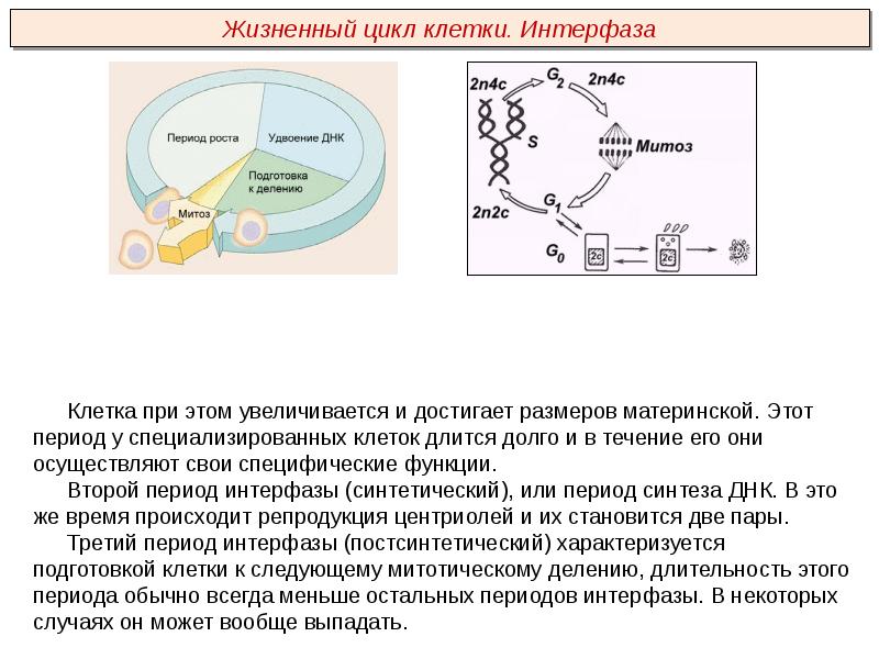 3 этапа интерфазы. Синтетический период интерфазы схема. Постсинтетический период жизненного цикла клетки. Постсинтетический период интерфазы. Клеточный цикл клетки интерфаза.