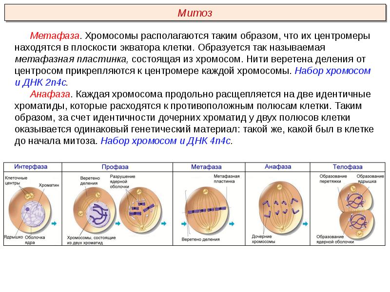 В соматических клетках после митоза. Набор хромосом в метафазе митоза. Набор хромосом в интерфазе митоза. Митоз схема кратко. Деление эукариотической клетки митоз.