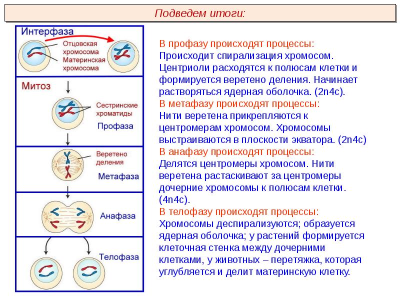 Расхождение хромосом к полюсам клетки фаза