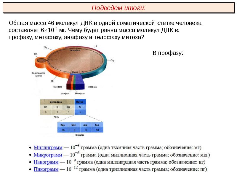 Пименов митоз презентация