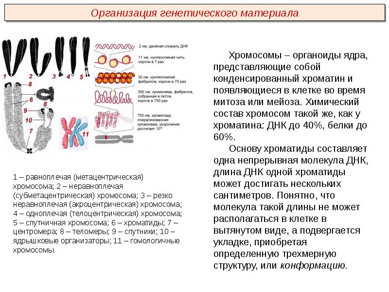 белки входят в состав хромосом. структура хромосомы эукариот. вещества входящие в состав хромосом. строение и химический состав хромосом. белок входящий в состав хромосом.