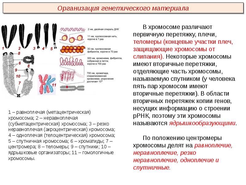 Хромосомы имеются. Строение хромосомы теломеры. Строение хромосомы теломареа. Первичная перетяжка хромосомы. Неравноплечие хромосомы.