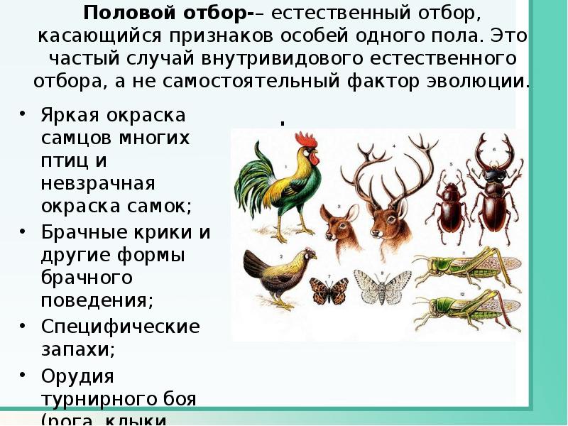 Значение полового отбора. Значение полового отбора