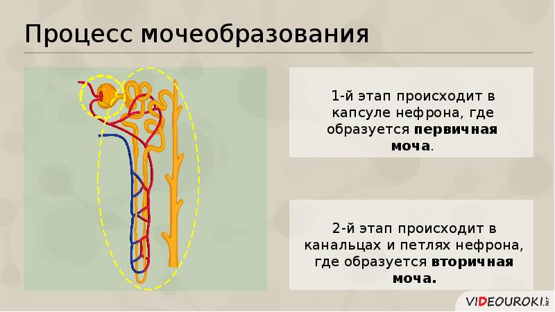 Механизм мочеобразования схема